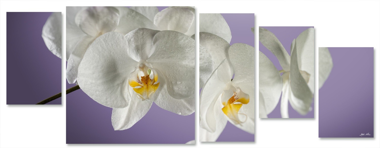 orchidea multiformato 5pezzi / 203x76 cm codice 025