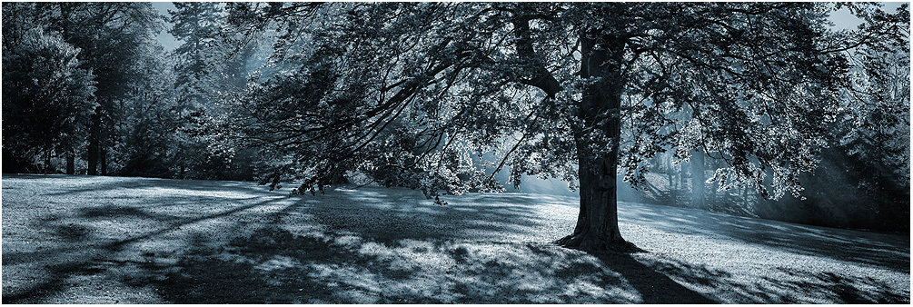 tree of the moon