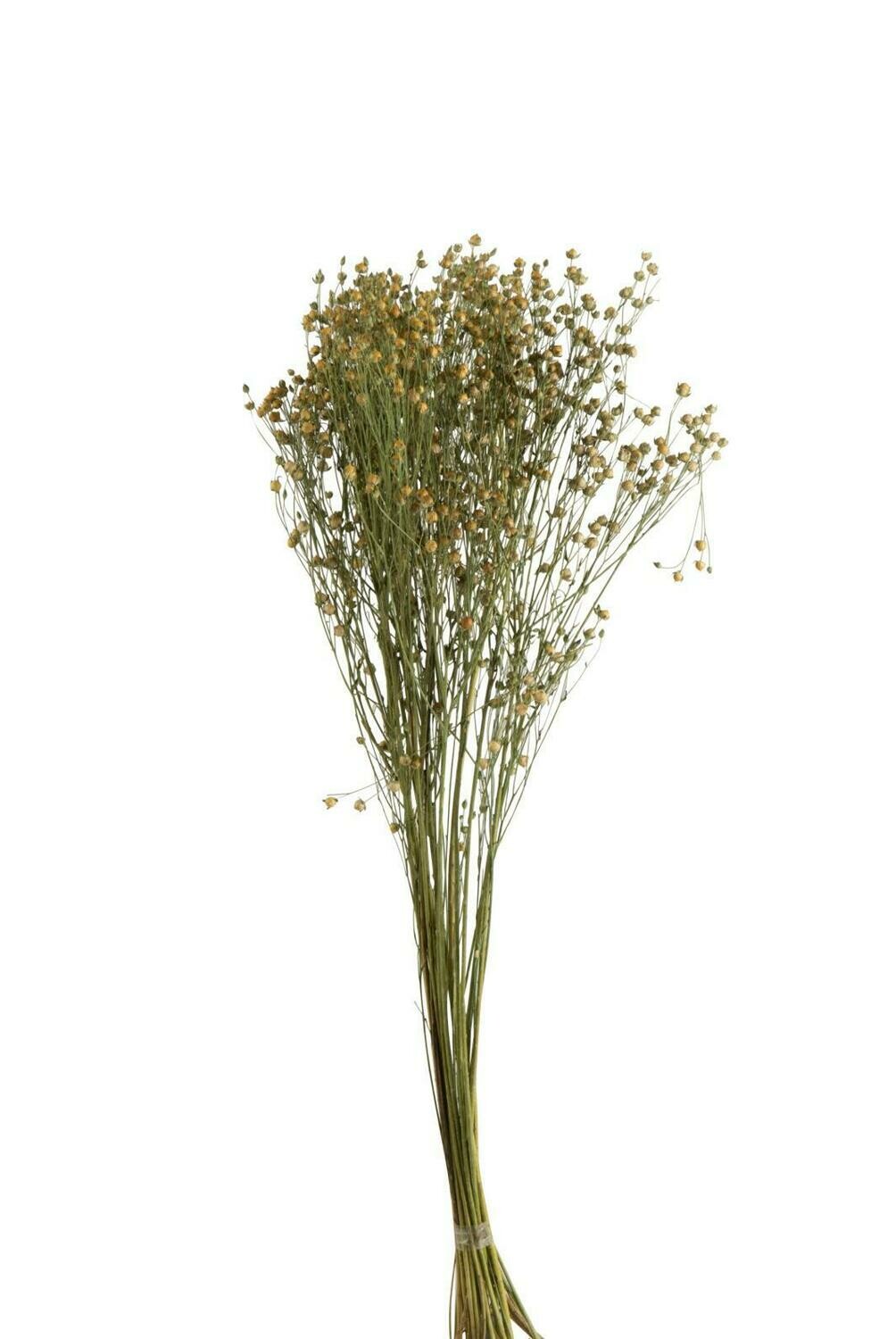 BUNDEL VLASBLOEM GEDROOGD VLAS GEEL