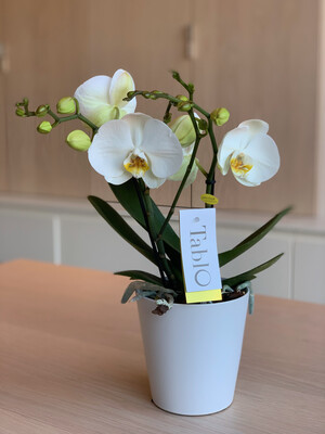 Phalaenopsis Tablo met sierpot wit