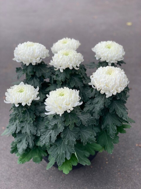 Chrysant in schaal met 7 bollen