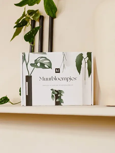 Muurbloempjes 6 stuks