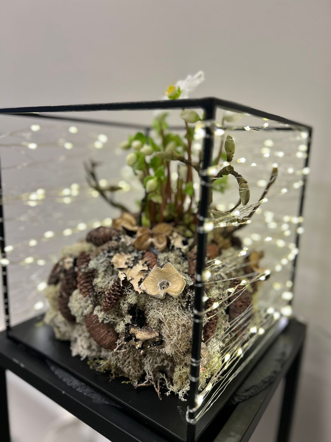 Helleborus met lichtjes
