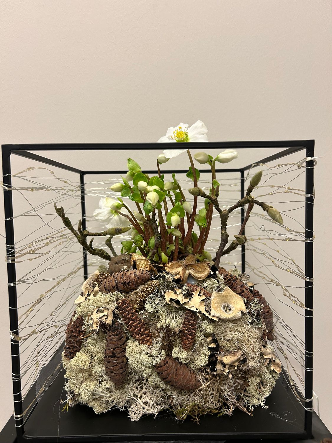 Helleborus met lichtjes
