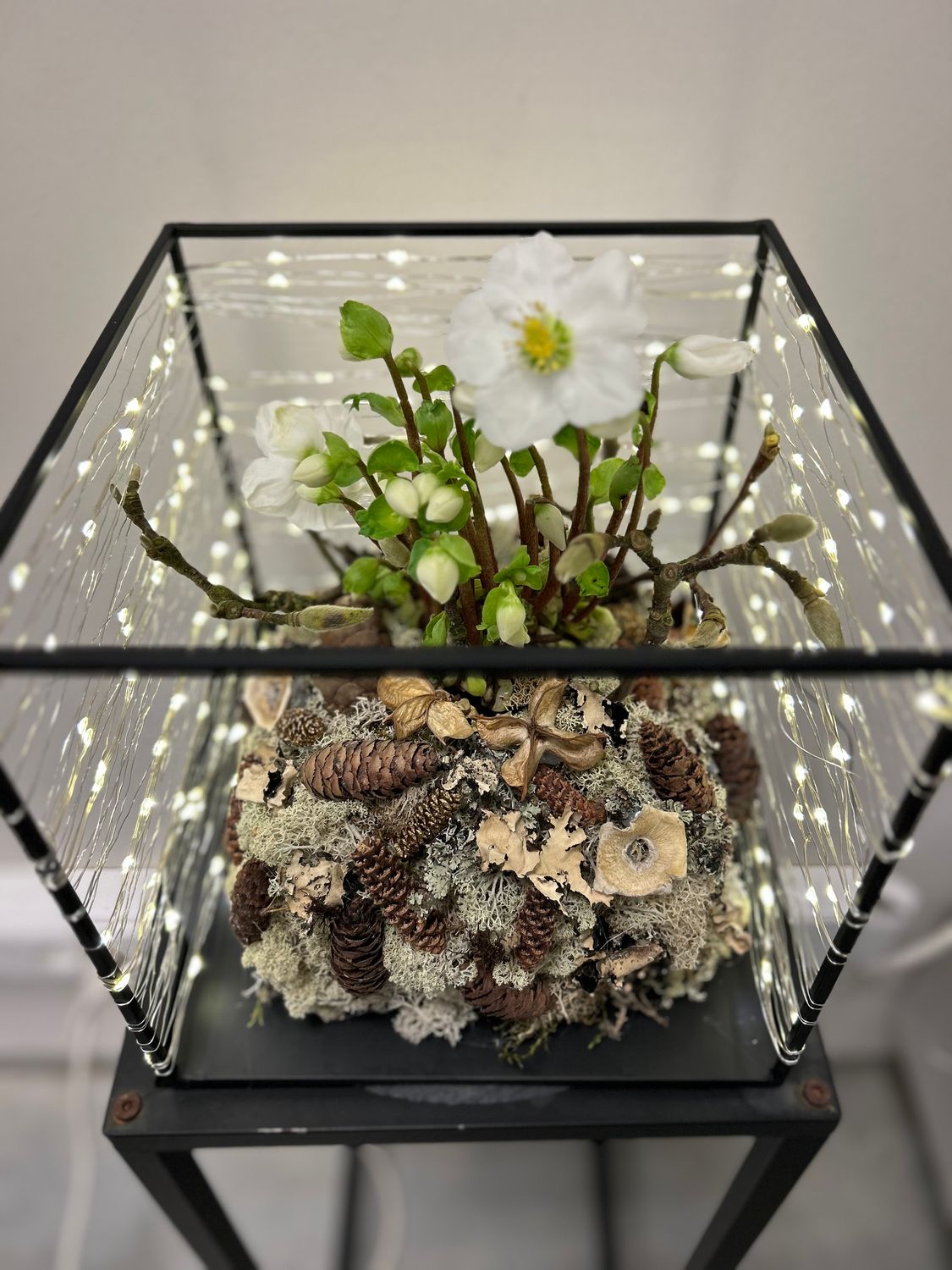 Helleborus met lichtjes