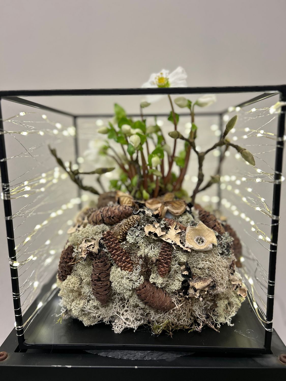 Helleborus met lichtjes