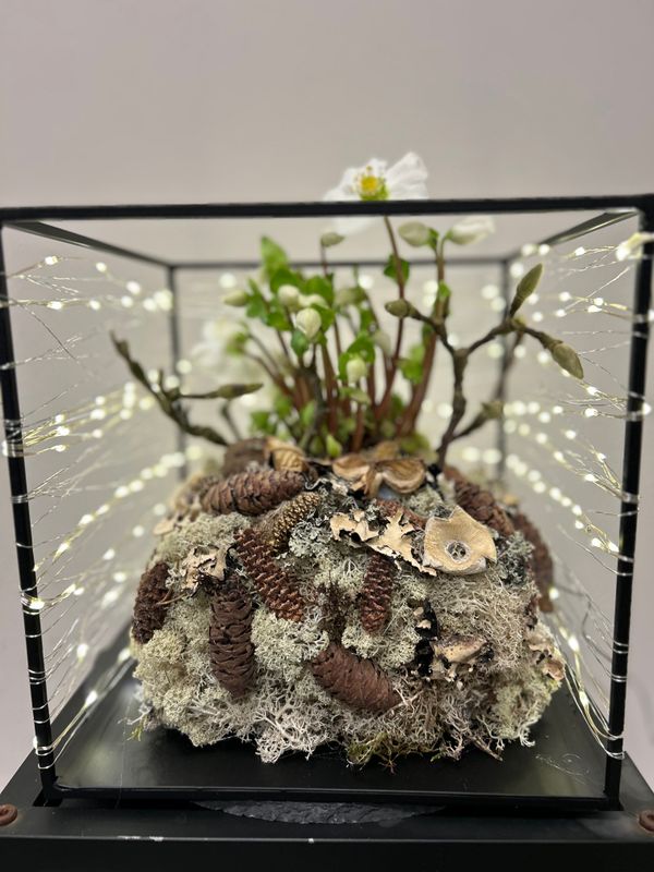 Helleborus met lichtjes