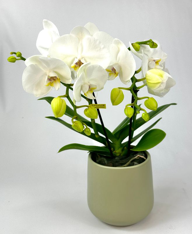 Orchidee met sierpot