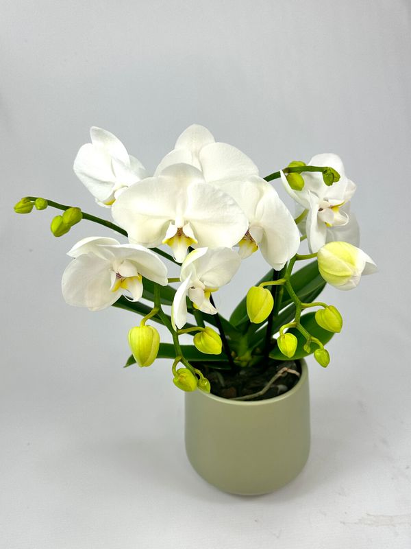Orchidee met sierpot