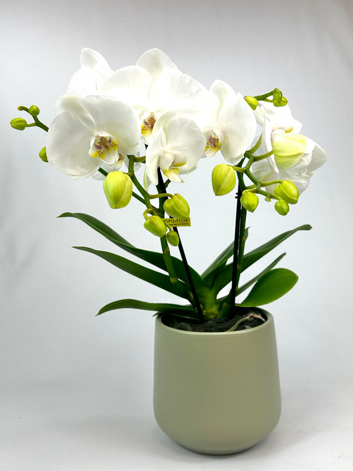 Orchidee met sierpot