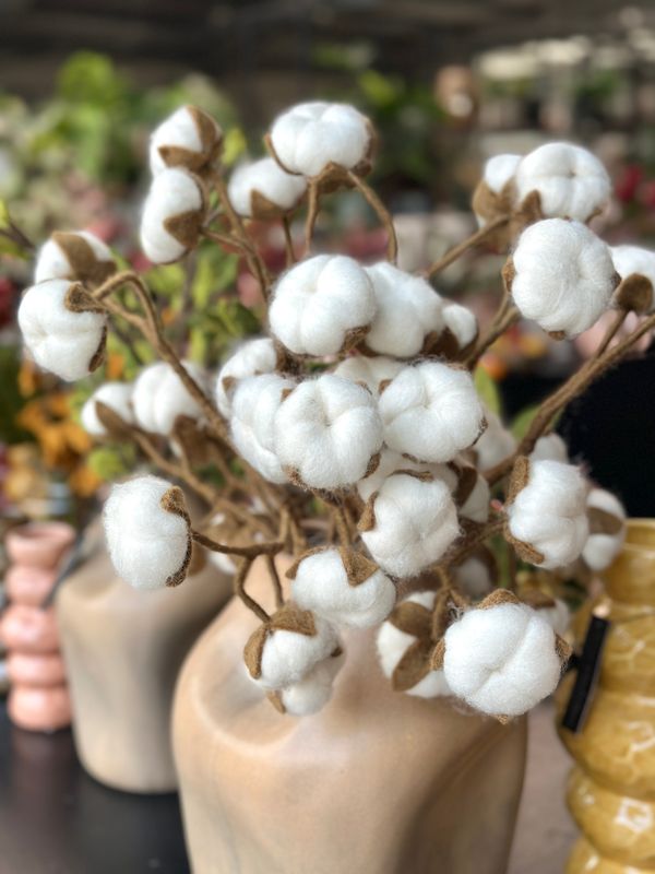 Cotton branch