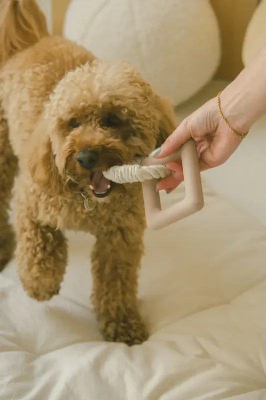 Chewy