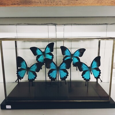 Butterflies in display case black ( 5 pieces )