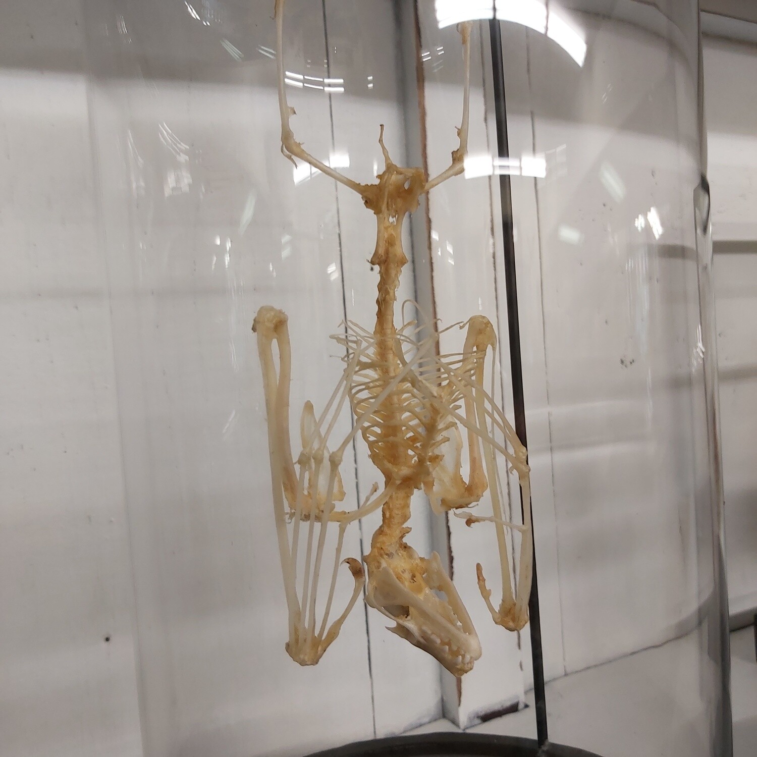 Bat skeleton in bell jar