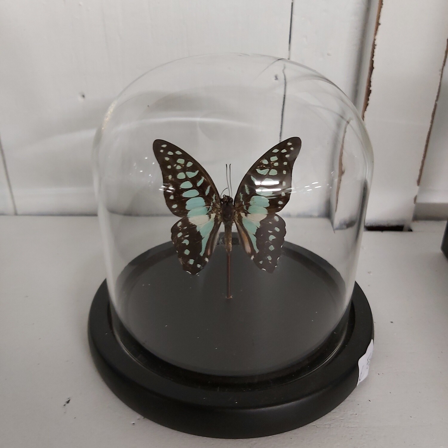 Mini stolp vlinder blue
