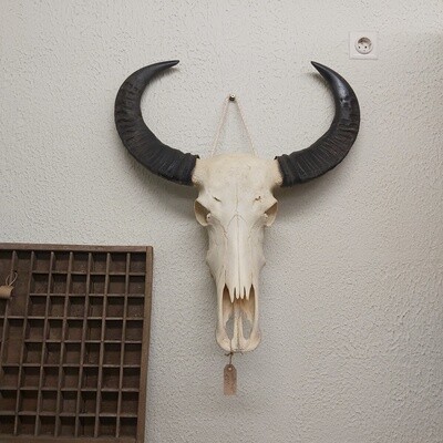 water buffalo skull