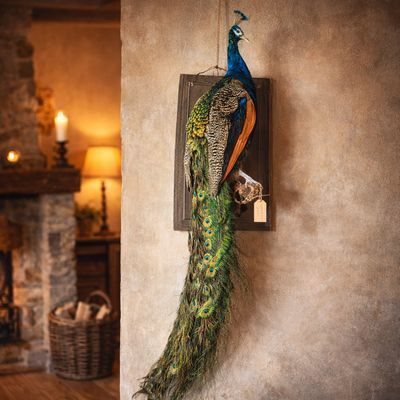 Opgezette blauwe op voetstuk met lange staart als exclusief decoratief object.