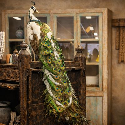 Opgezette witte pauw taxidermie – exclusief decoratiestuk 150 cm