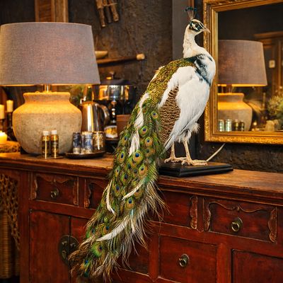 Opgezette witte pauw en voetstuk met lange staart als exclusief decoratief object