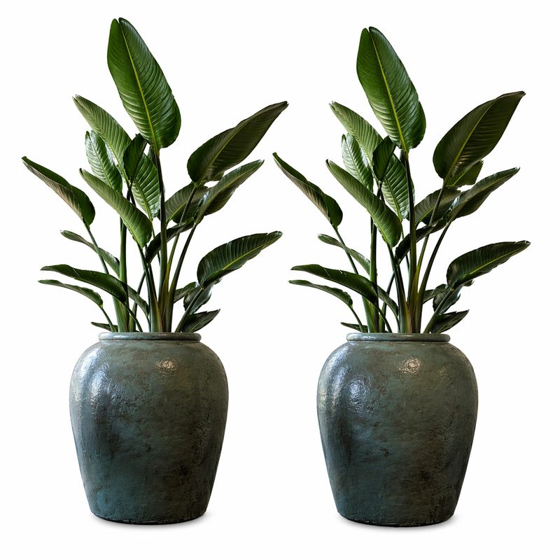 Grote Strelitizia plant met keramische antieke binnenpot groen