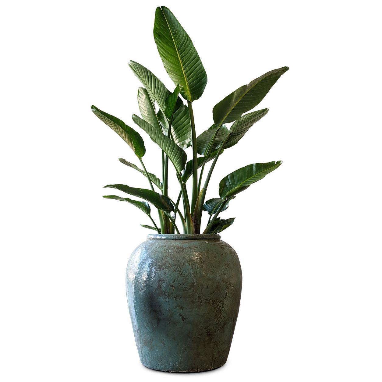 Grote kamerplant in grote keramische binnenpot groen 