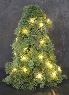 Nobilis boom groot 40cm hoog