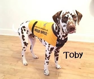 i need space dog jacket