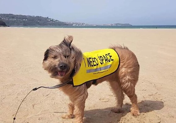 I NEED SPACE™ "Old Style" Dog Vest