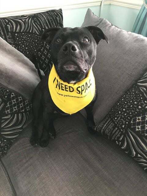 puppy keeps missing training pad