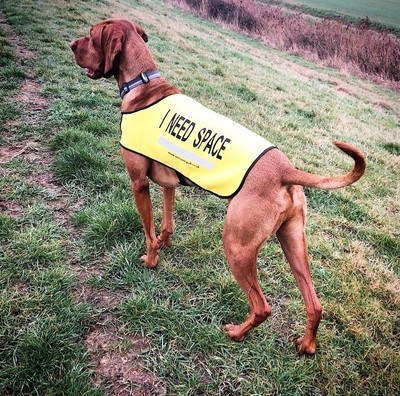 I NEED SPACE™ Dog Vest