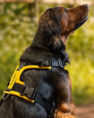 Yellow Dog “I Need Space” Harness by PerfectFit