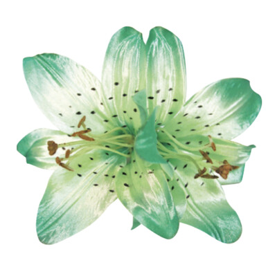 WS Haarblüte Green Large Double Lily Satin
