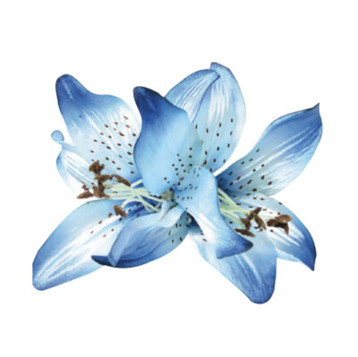 WS Haarblüte Blue Large Double Lily Satin