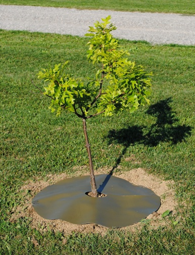 72" Tree Rings for Landscaping