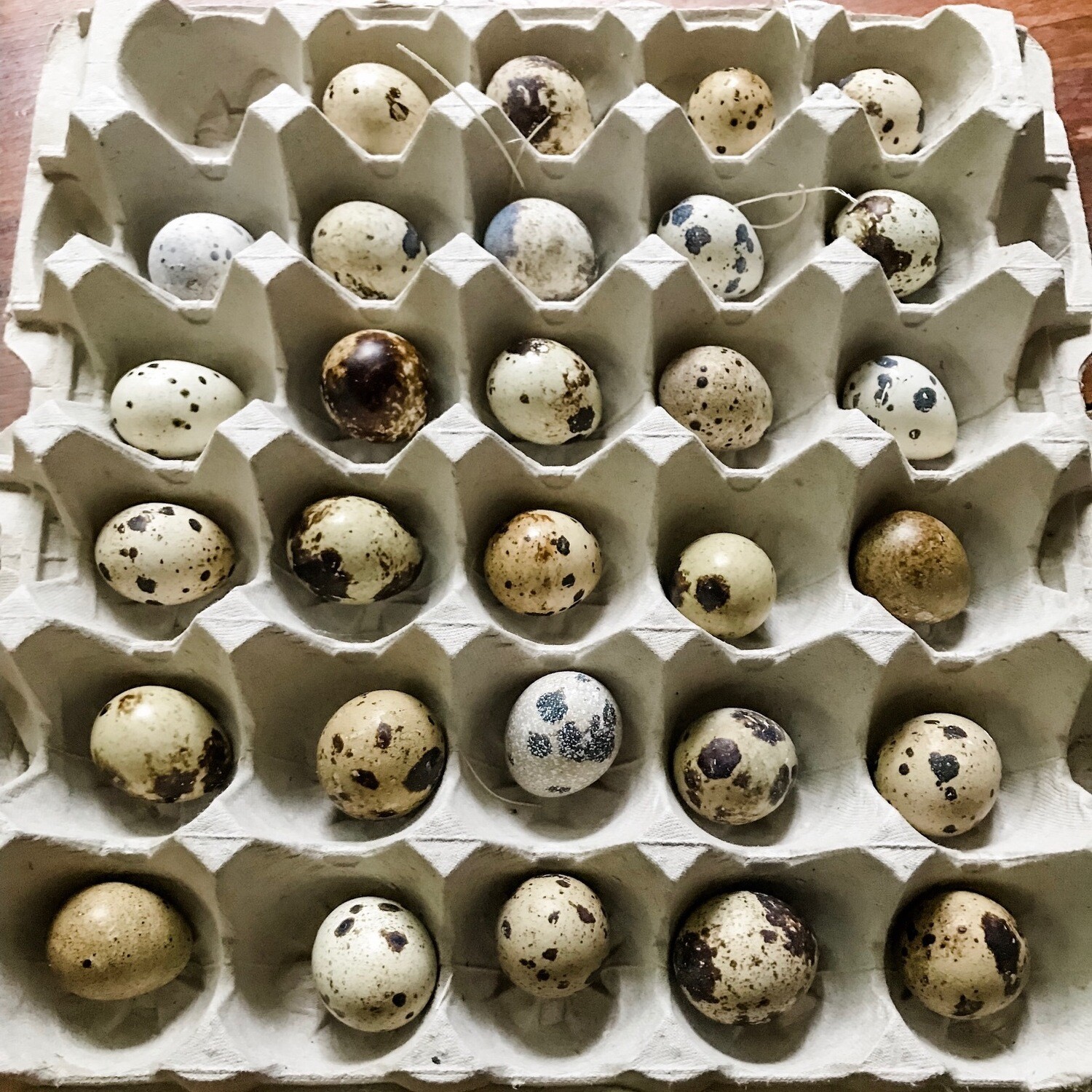 Blue Ridge Jumbo Quail Hatching Eggs - Farm Store Sadie-Girl Farm