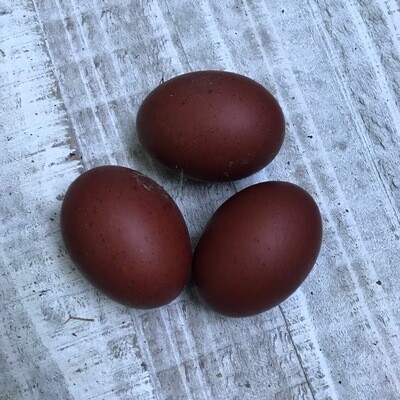 Black Copper Marans Hatching Eggs