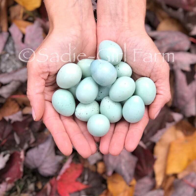 Celadon Quail Hatching Eggs