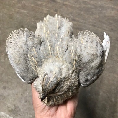 Celadon Quail- Blue Egg Layers (UNSEXED)