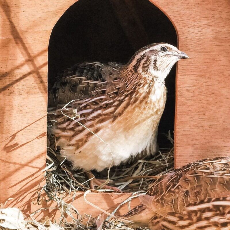 Blue Ridge Jumbo Quail "Teenagers" (Sexed MALES)