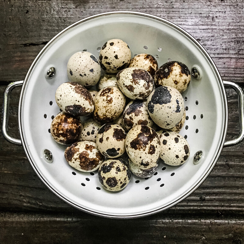 Blue Ridge Jumbo Quail Hatching Eggs