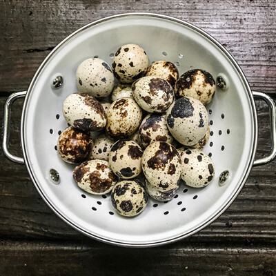 Blue Ridge Jumbo Quail Hatching Eggs
