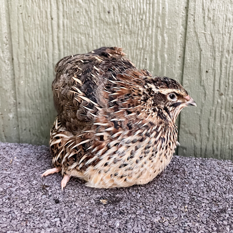 Blue Ridge Jumbo Quail "Teenagers" (Sexed FEMALES)