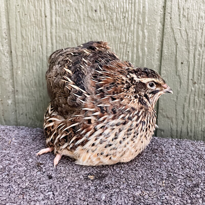 Blue Ridge Jumbo Quail "Teenagers" (Sexed FEMALES)