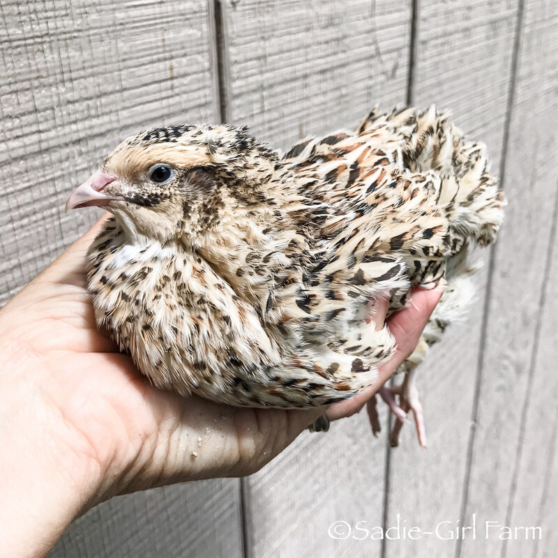 Celadon Quail- Blue Egg Layers (sexed FEMALES)
