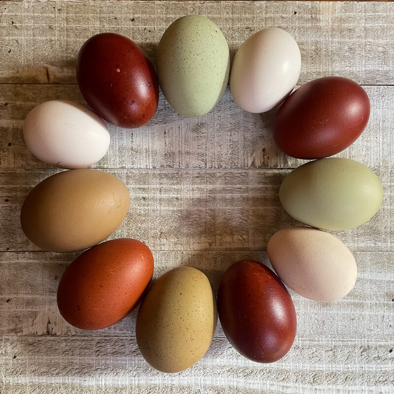 Rainbow Mix Hatching Eggs