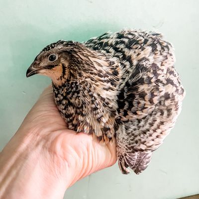Jumbo Pansy Quail "Teenagers" (UNSEXED)
