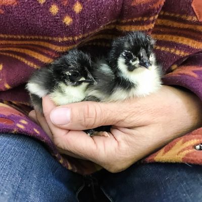 Black Copper Marans Chicks