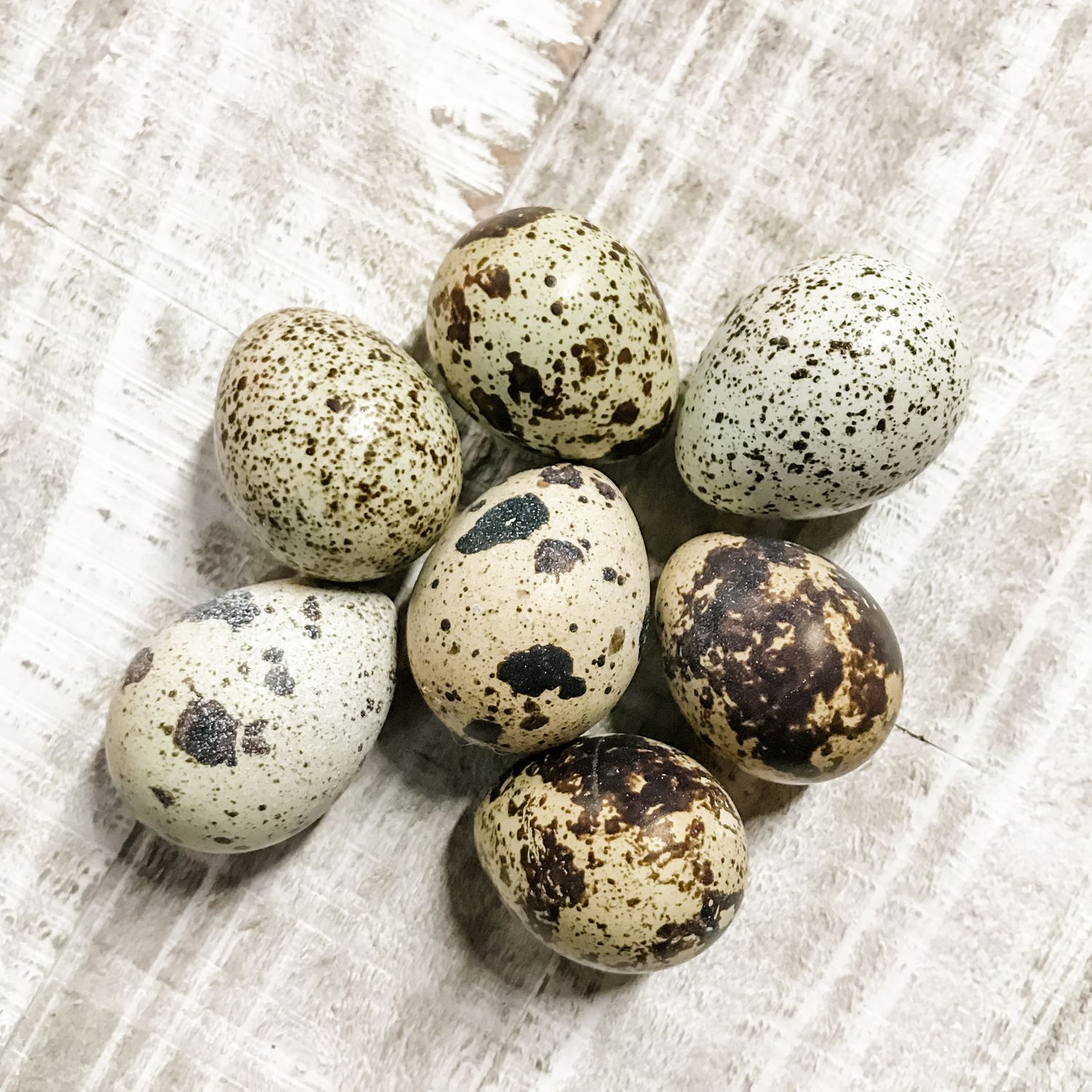 Jumbo Pansy Quail Hatching Eggs