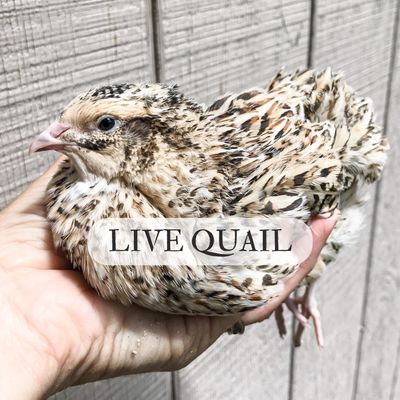 Live Quail
