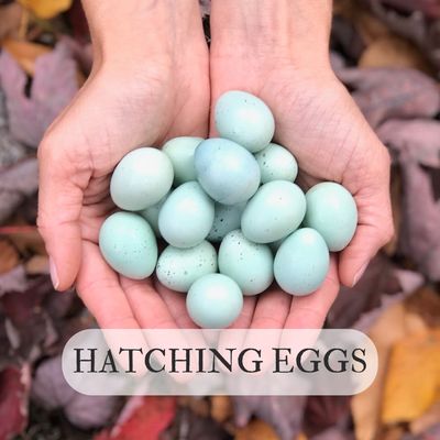 Hatching Eggs